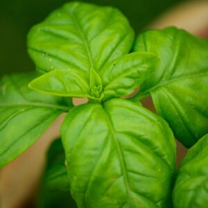 sheets, basil, aromatic plant, basil, basil, basil, basil, basil