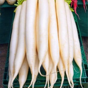 radish, root, vegetables, market, food, healthy, radish, radish, radish, radish, radish
