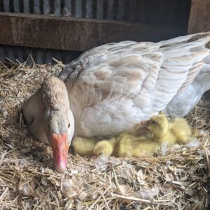 American Buff Goose Gosling