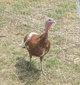 Turkey Poults - Bourbon Red - Image 2