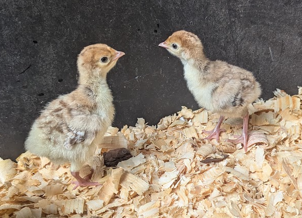 Turkey Poults - Bourbon Red - Image 3