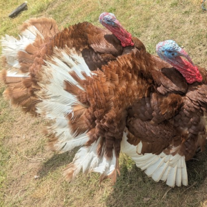 Turkey Poults - Bourbon Red