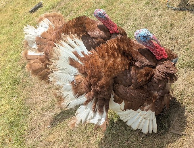 Turkey Poults - Bourbon Red